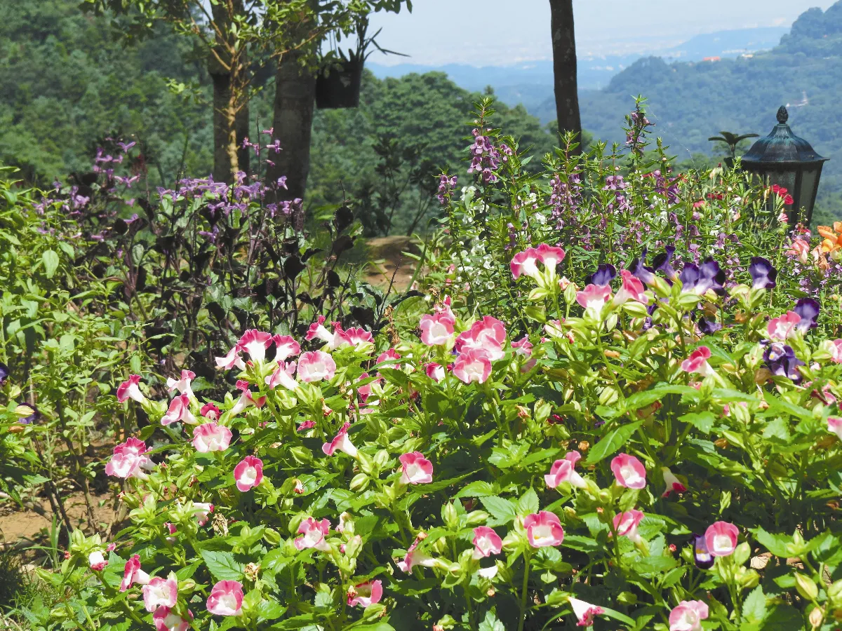 花園拼圖