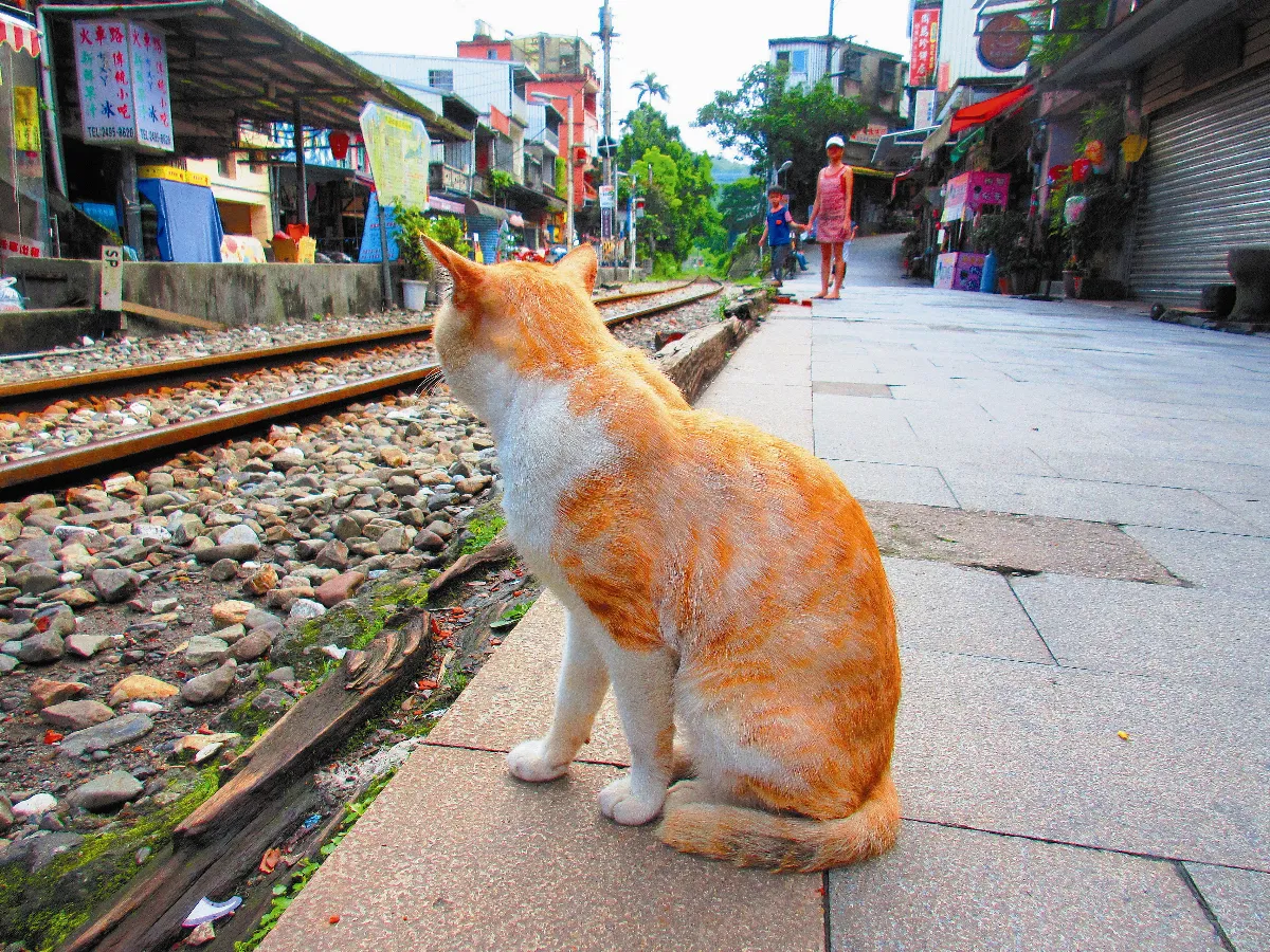 生活快門 戀戀山城之貓