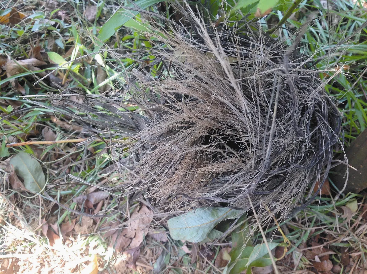 【人間植物禪】 天然的建材