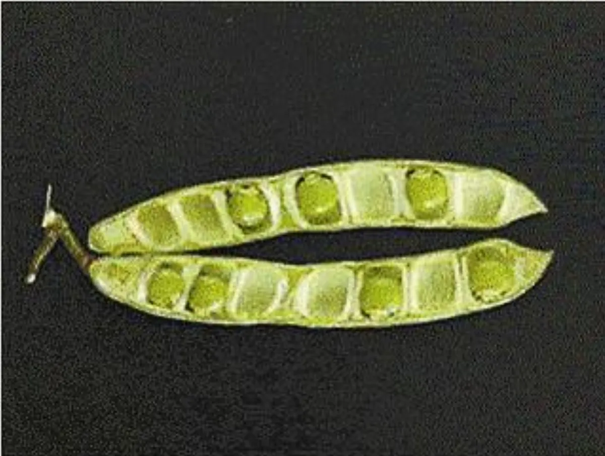 野菜野菇亂吃 八旬嬤成植物人