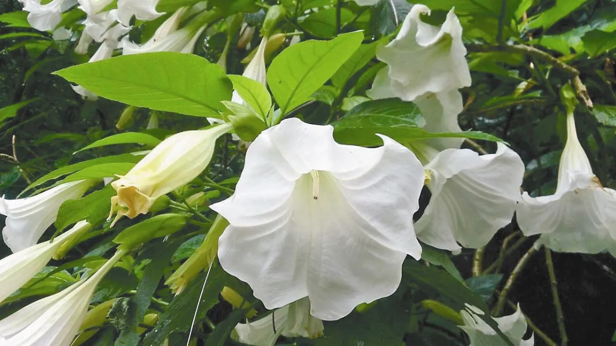 野菜野菇亂吃 八旬嬤成植物人