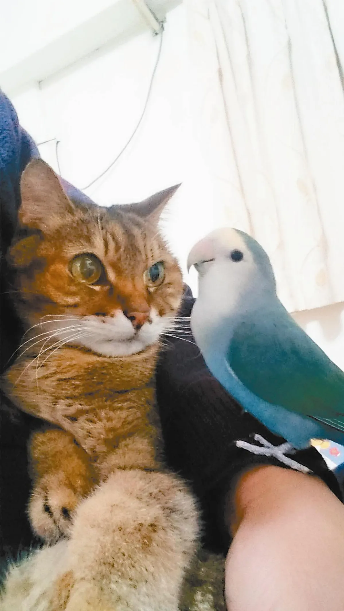 寵物一家親 貓鳥相看兩不厭