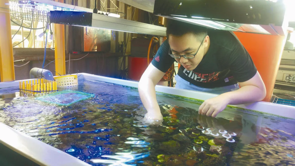 熱愛珊瑚 大學生創業推海洋保育