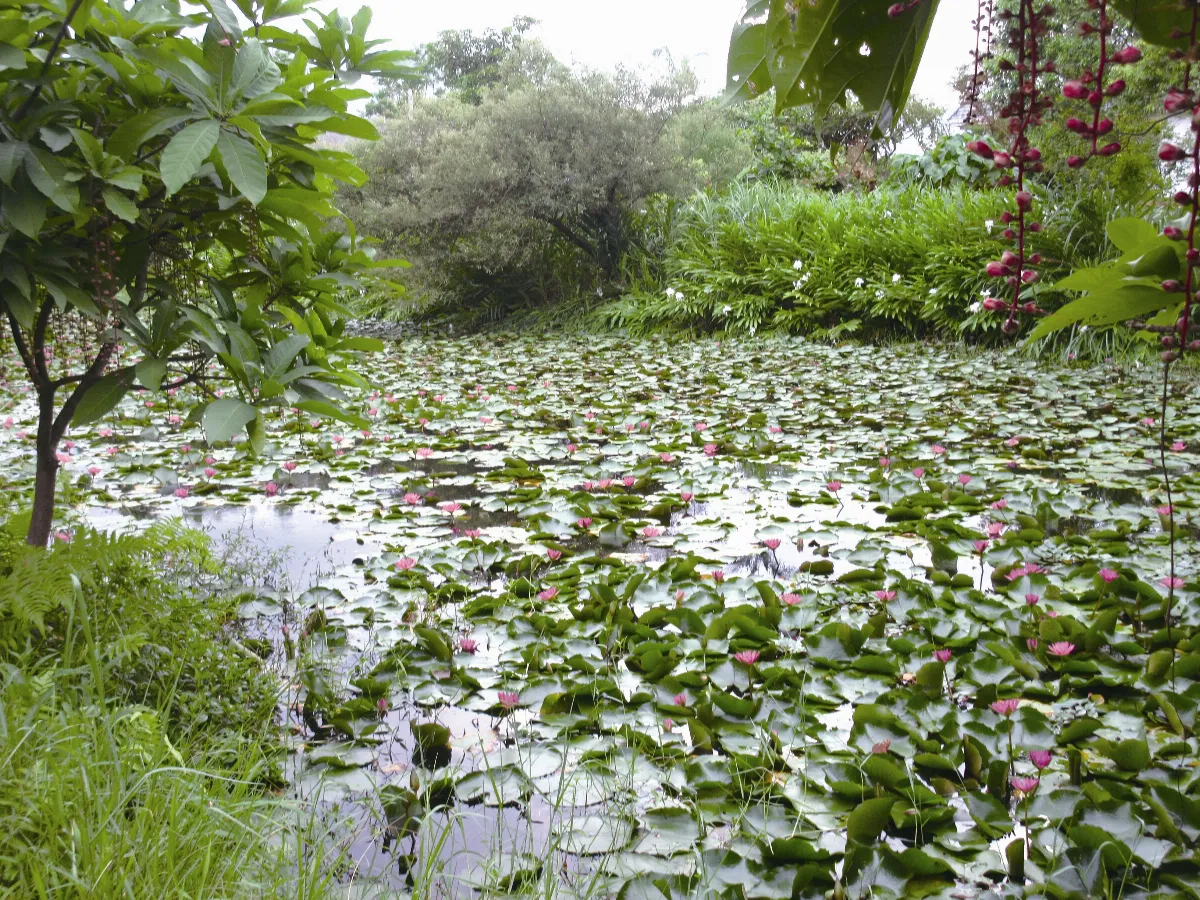 印象旅人 羅東賞蓮花