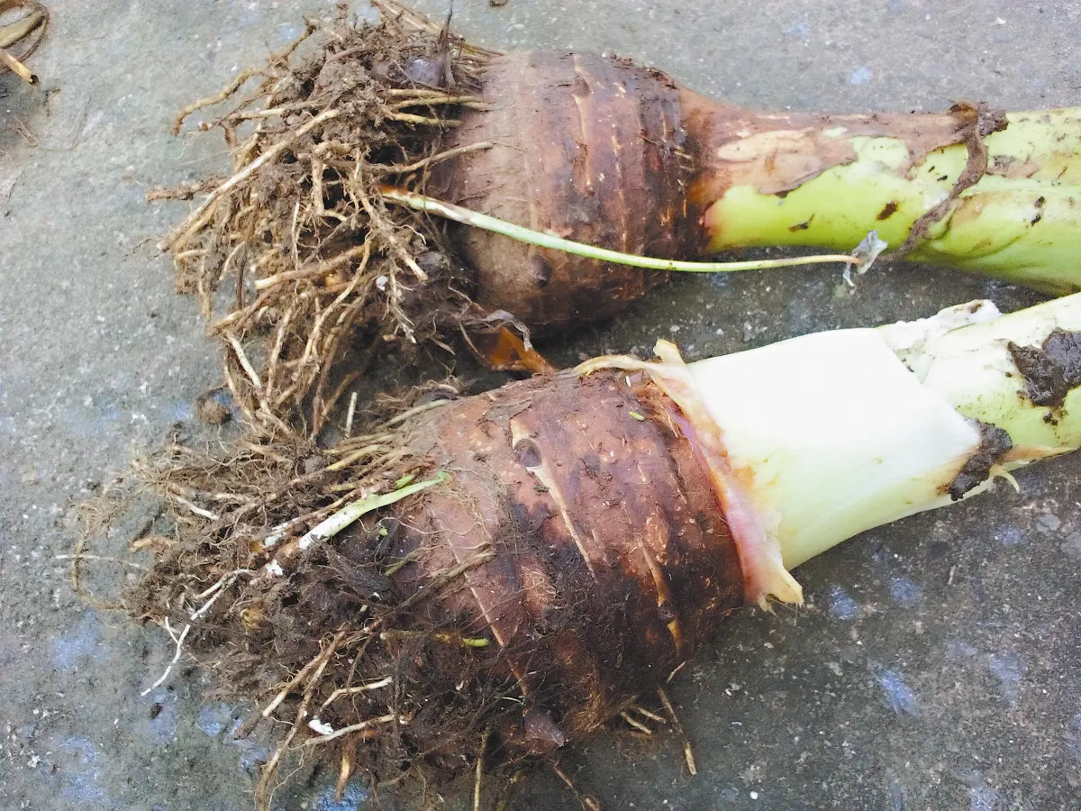 天然園 那年我們一起採芋頭