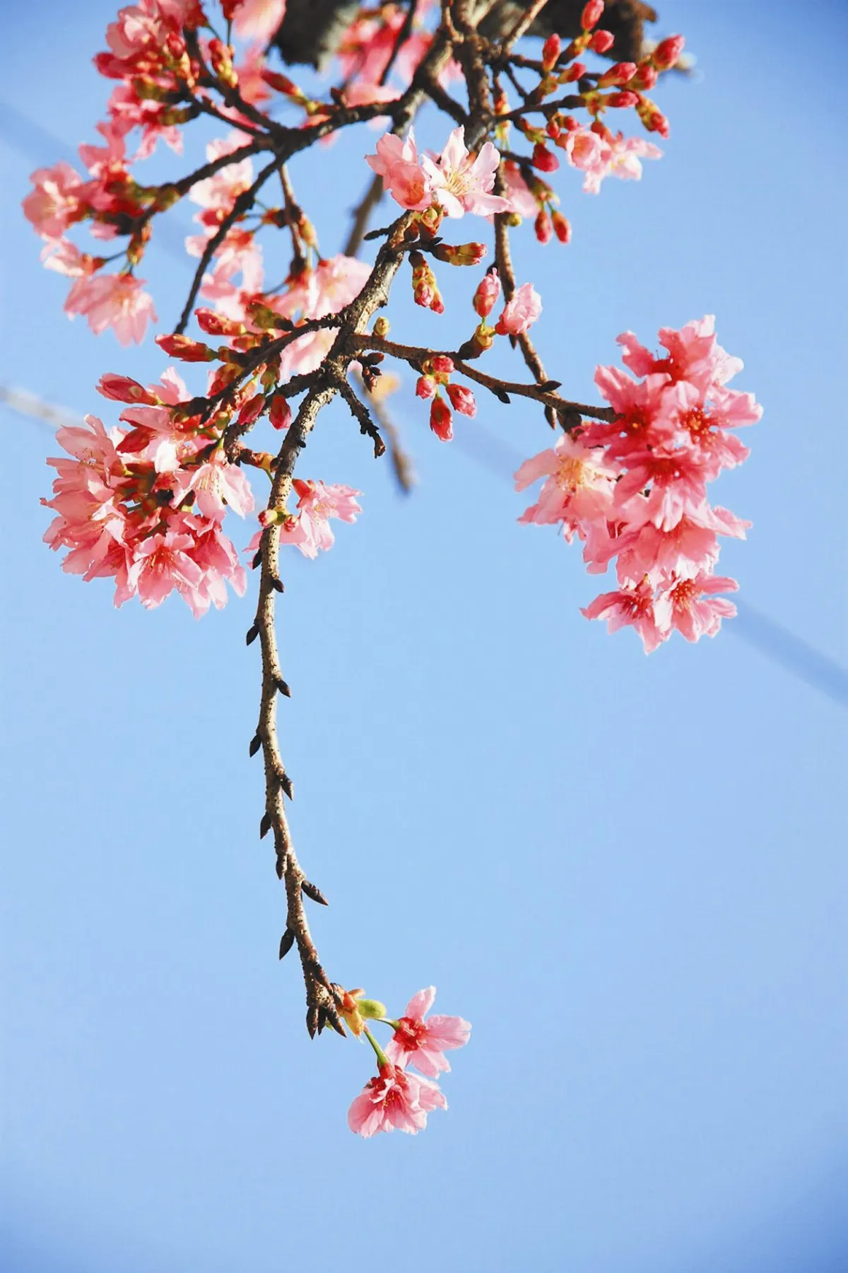 花開禪心 花無心