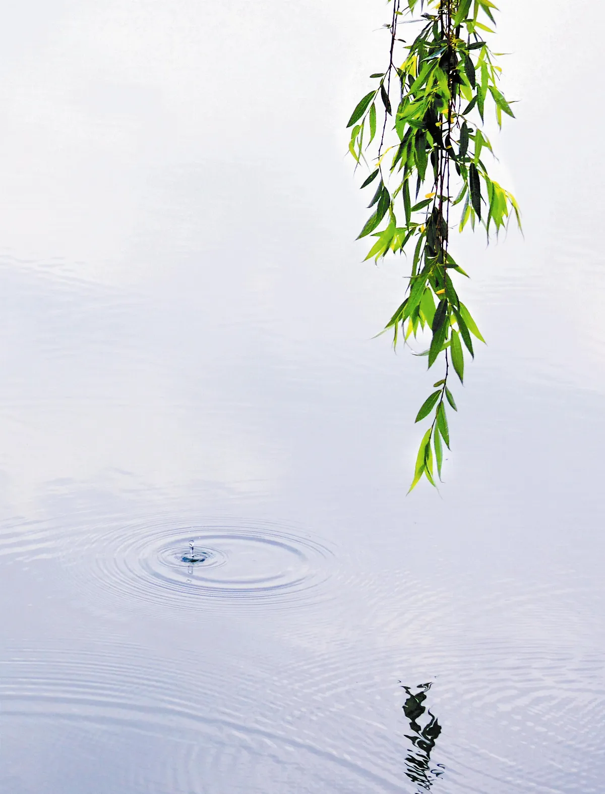 賞析