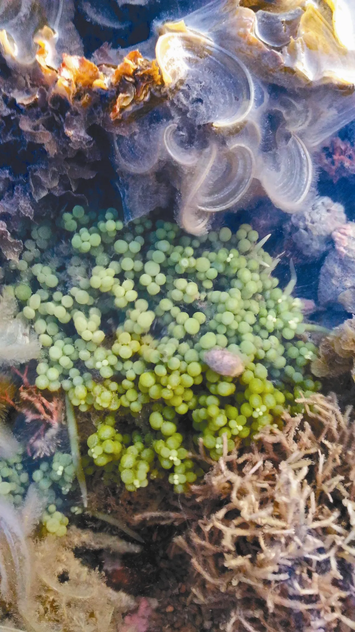 生活快門 海葡萄