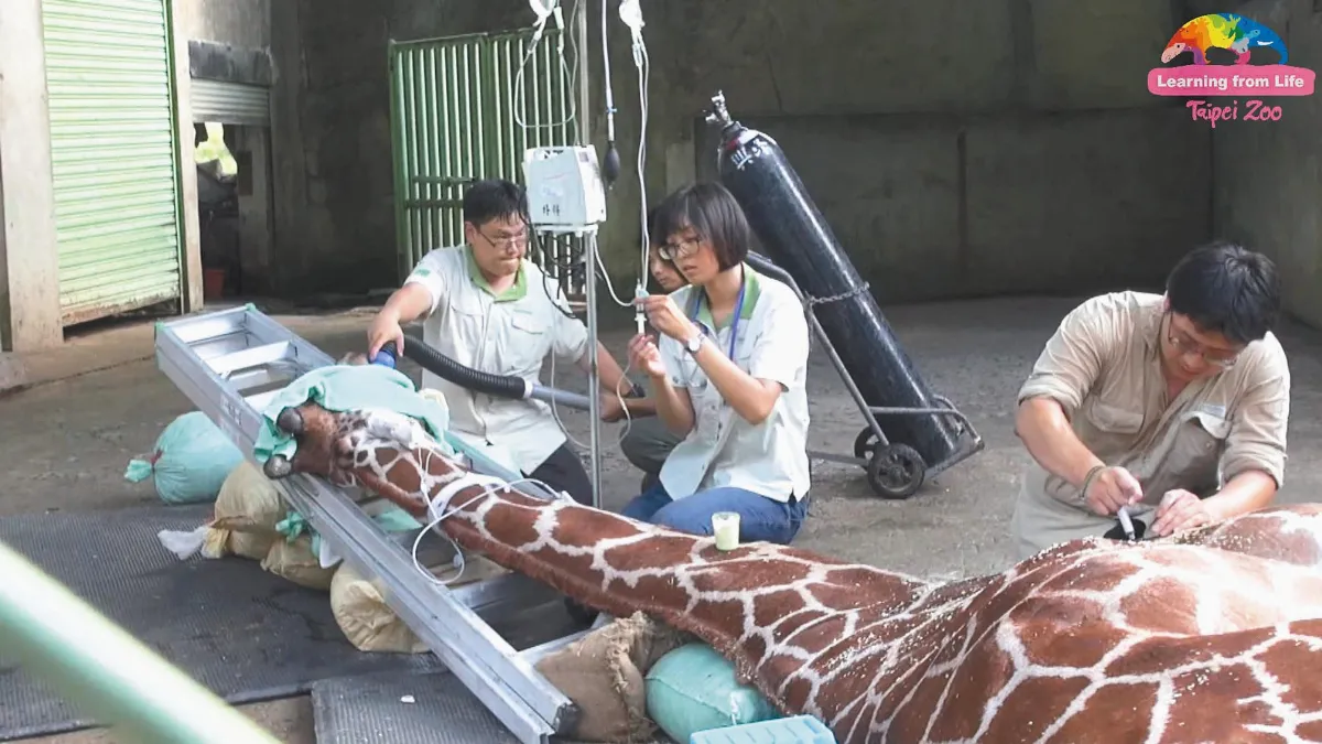 相親途中 長頸鹿猝死