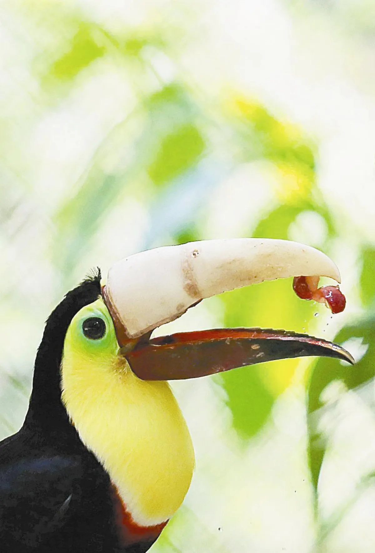 3D列印鳥喙 快樂進食