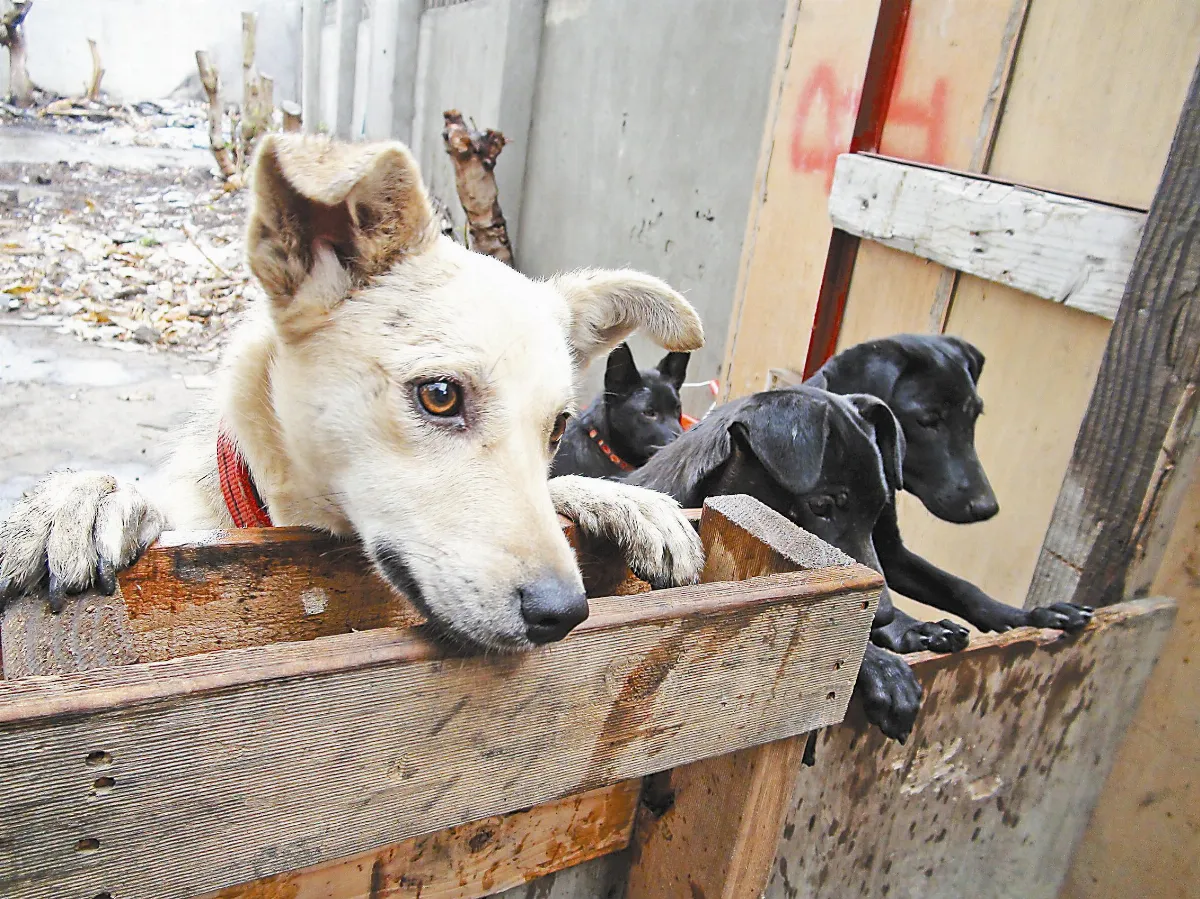 北狗南送 流浪犬零撲殺玩假的