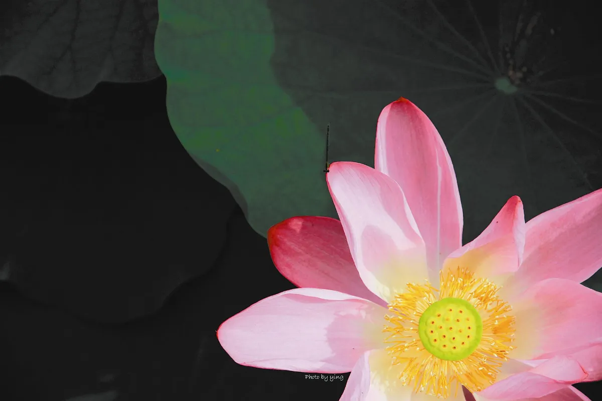 花開禪心 心的平靜