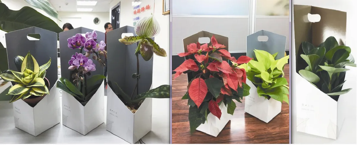 雅緻又舒壓 小盆栽熱賣