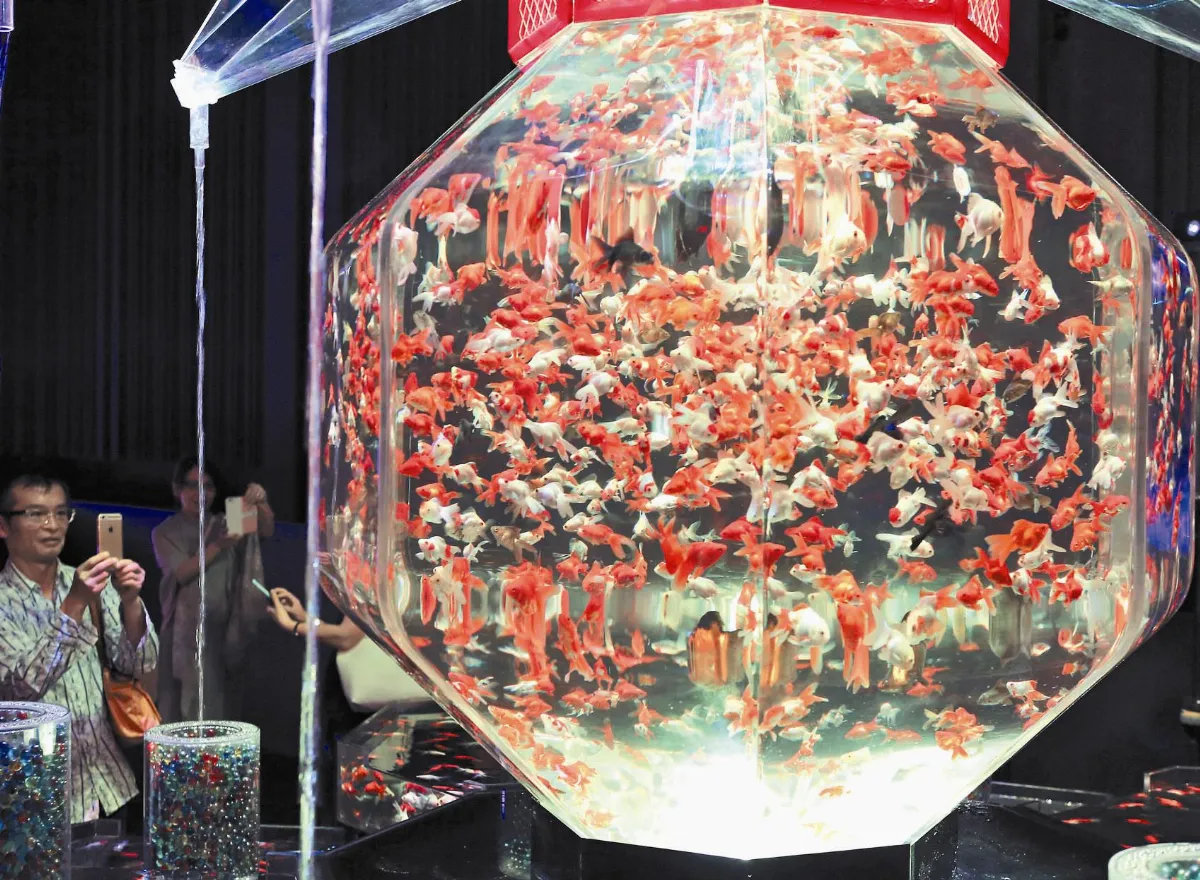 夢幻金魚缸