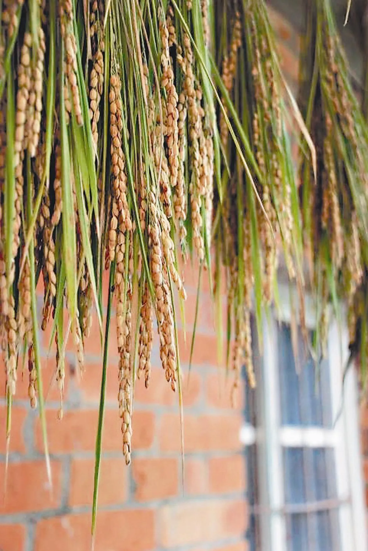 佛法真義 一即是多