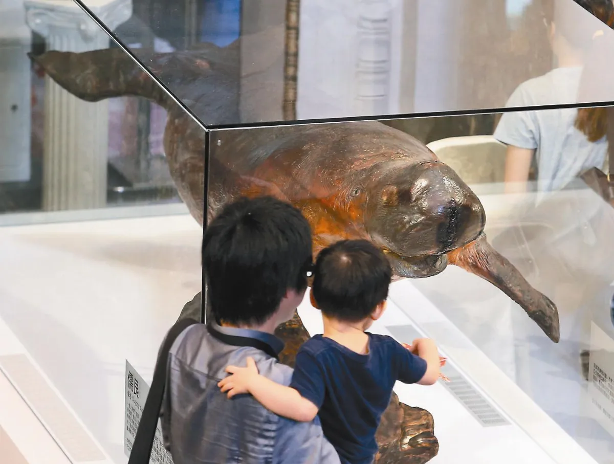 美人魚流浪30年 與台博館續情緣