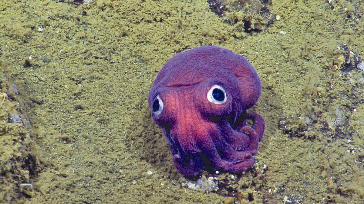 大眼紫章魚