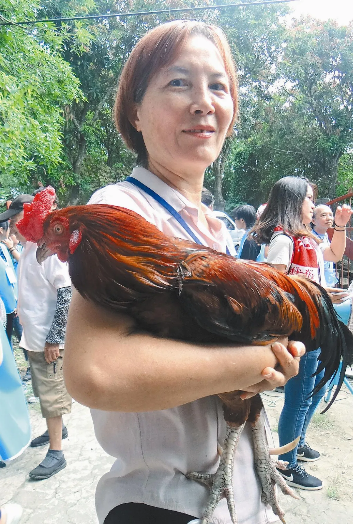 大公雞寶寶 與飼主形影不離