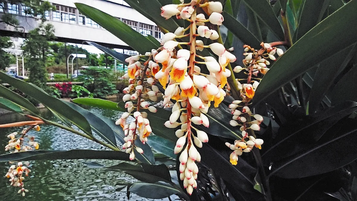 【人間植物禪】 月桃開花