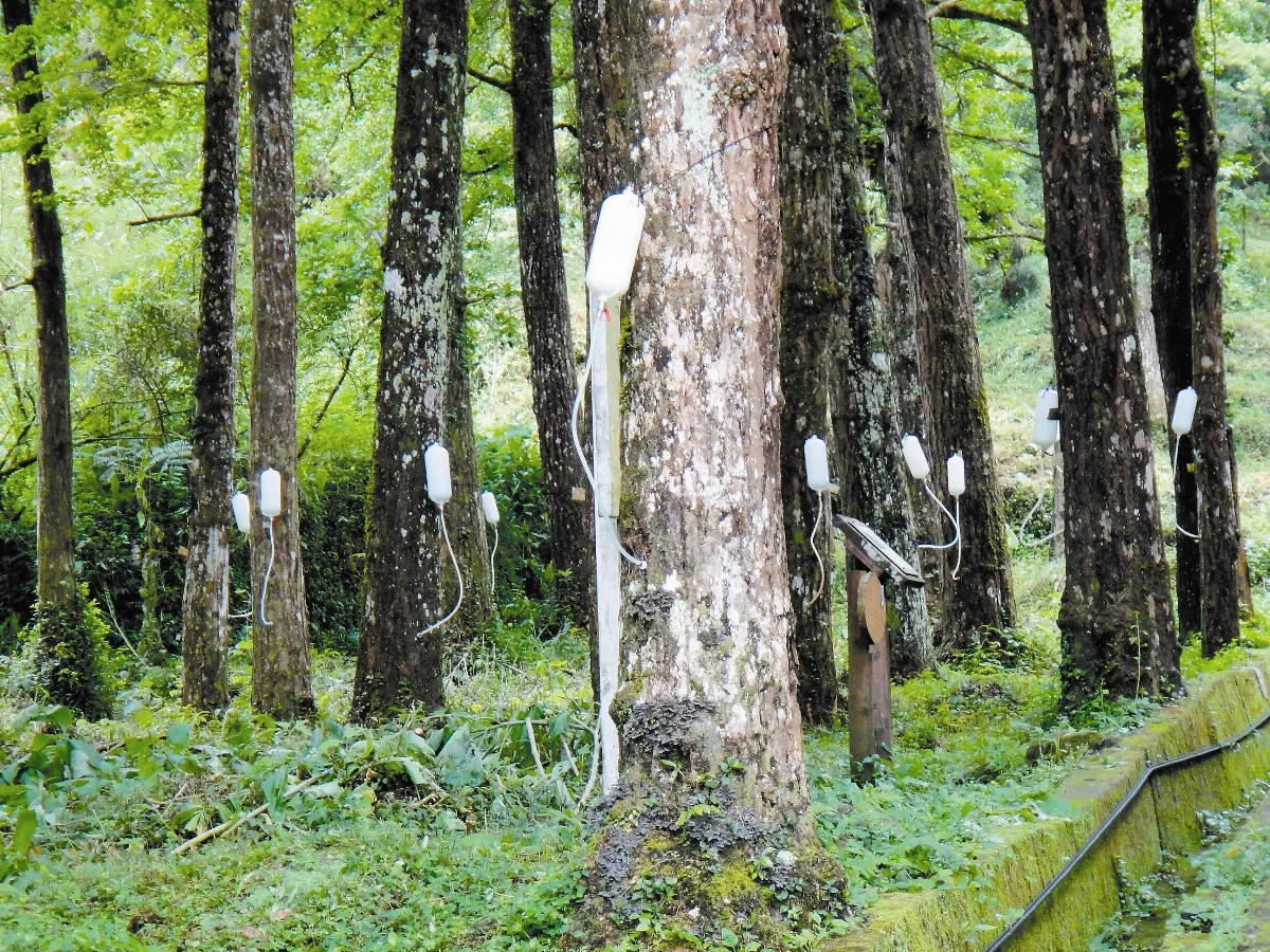 生活快門 樹吊點滴