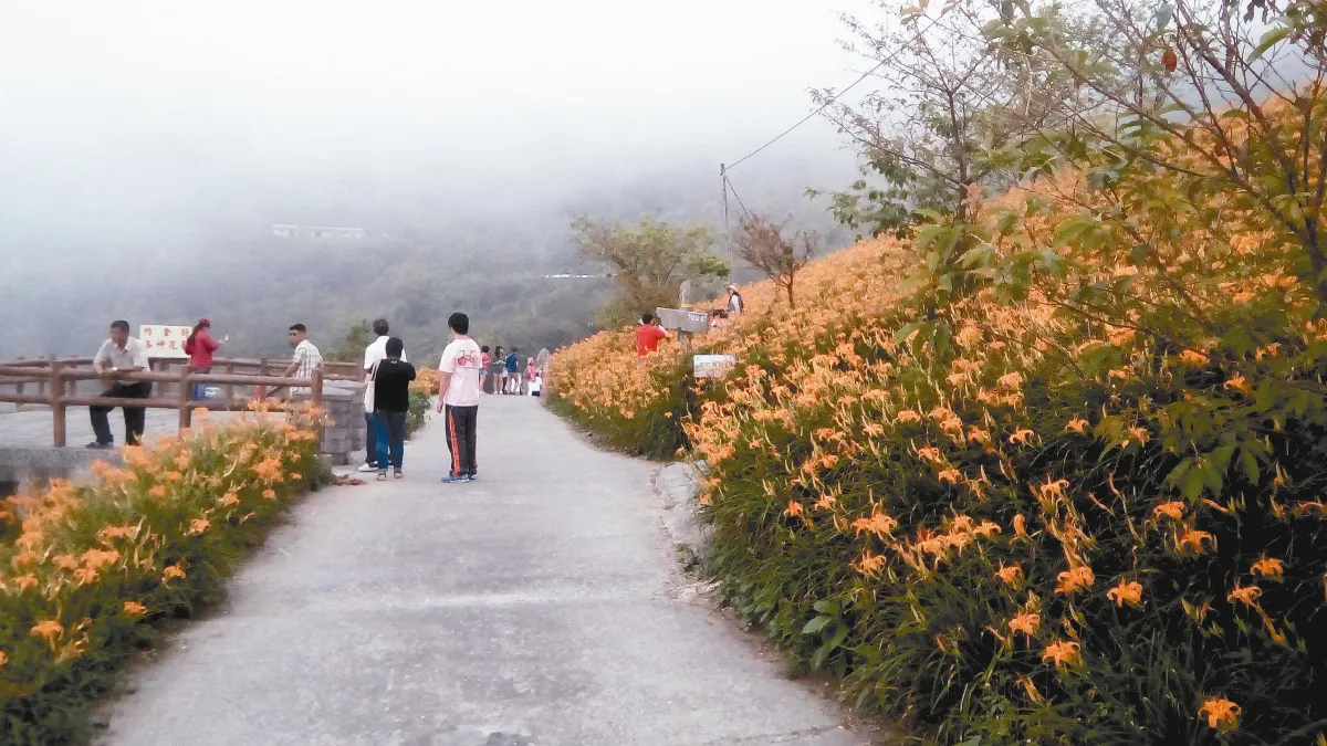 上金針山賞花 千萬別用導航