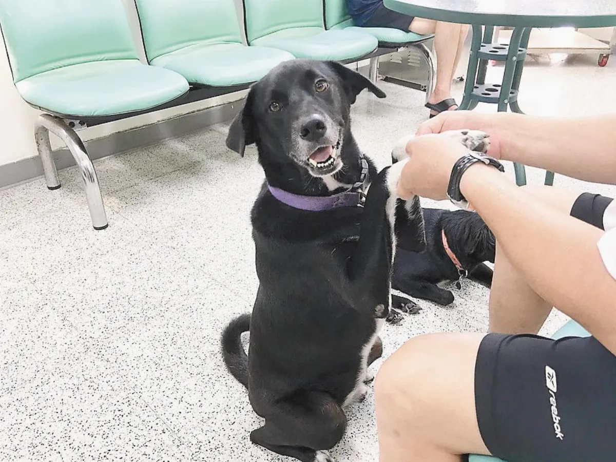 狗醫生陪伴 患者精神良藥