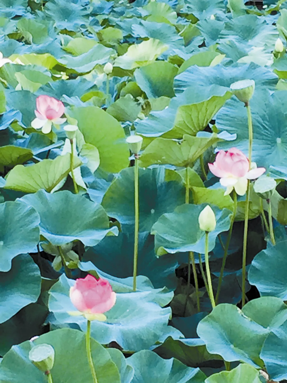 萬事無如退步休，本來無證亦無修； 明窗高掛菩提月，淨蓮深栽濁世中。