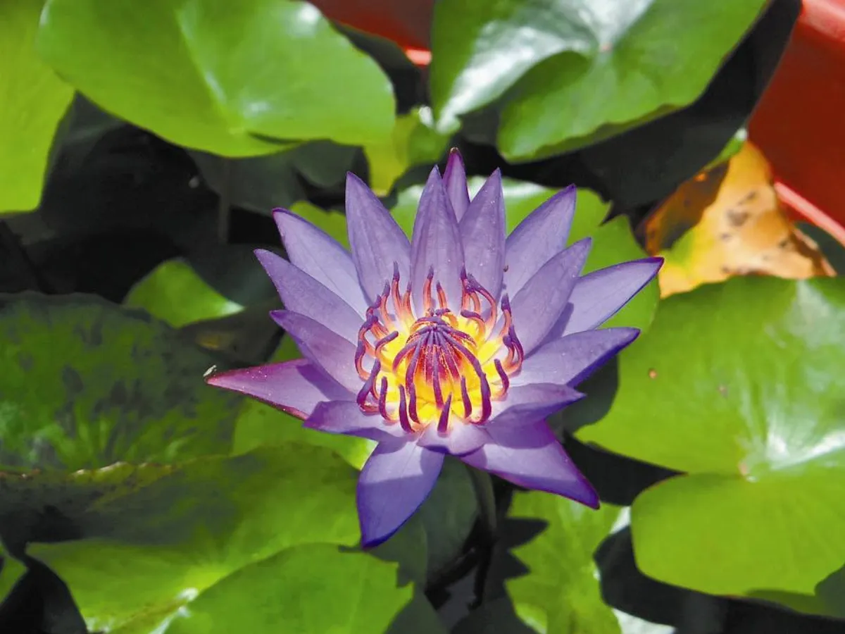 無師自通 蓮花奇人種出佛心