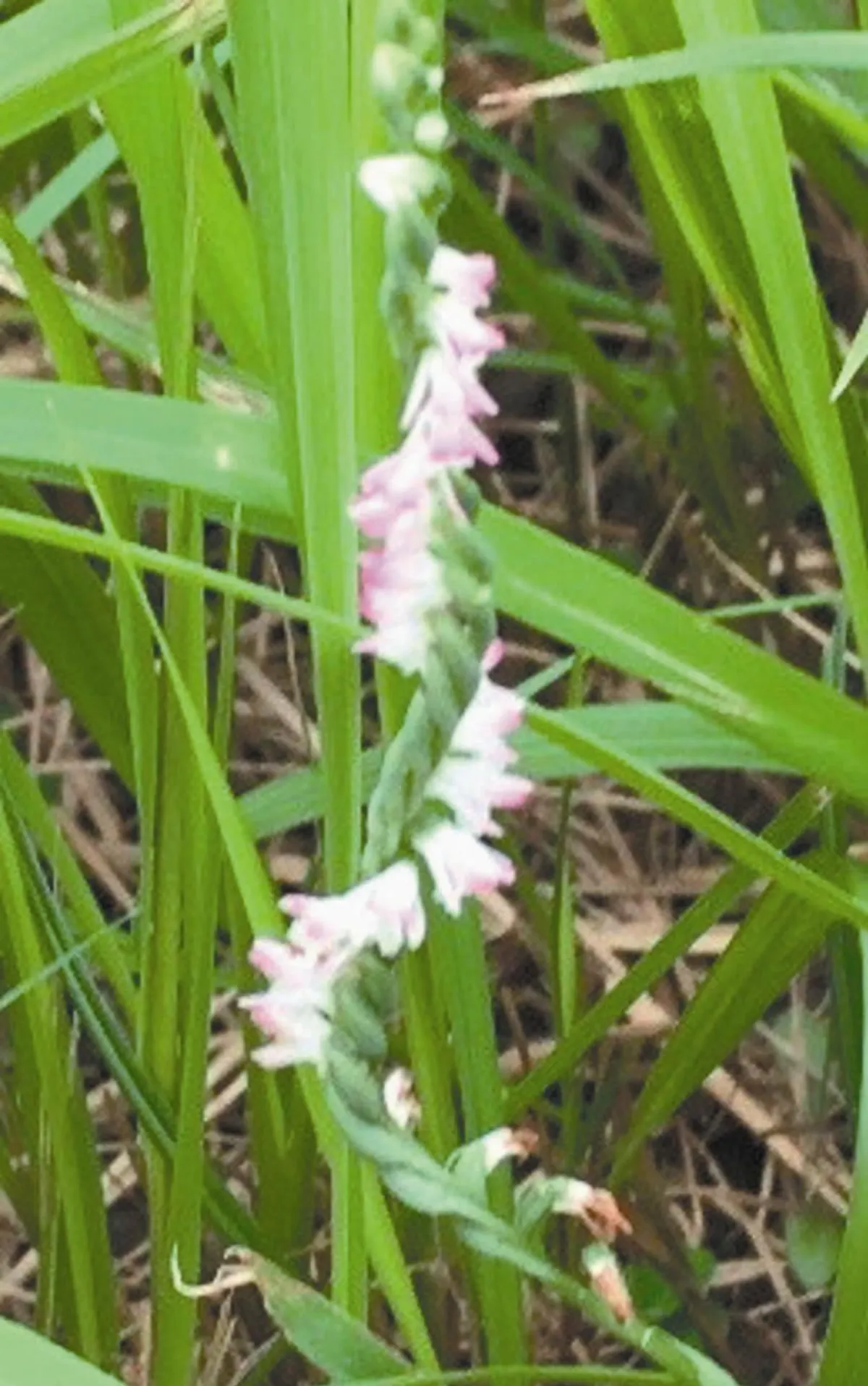 竹東生態公園  發現瀕危綬草