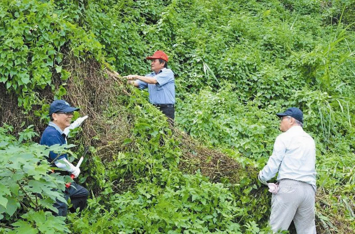 蔓蔓來 快快除 全民一起拔小蔓