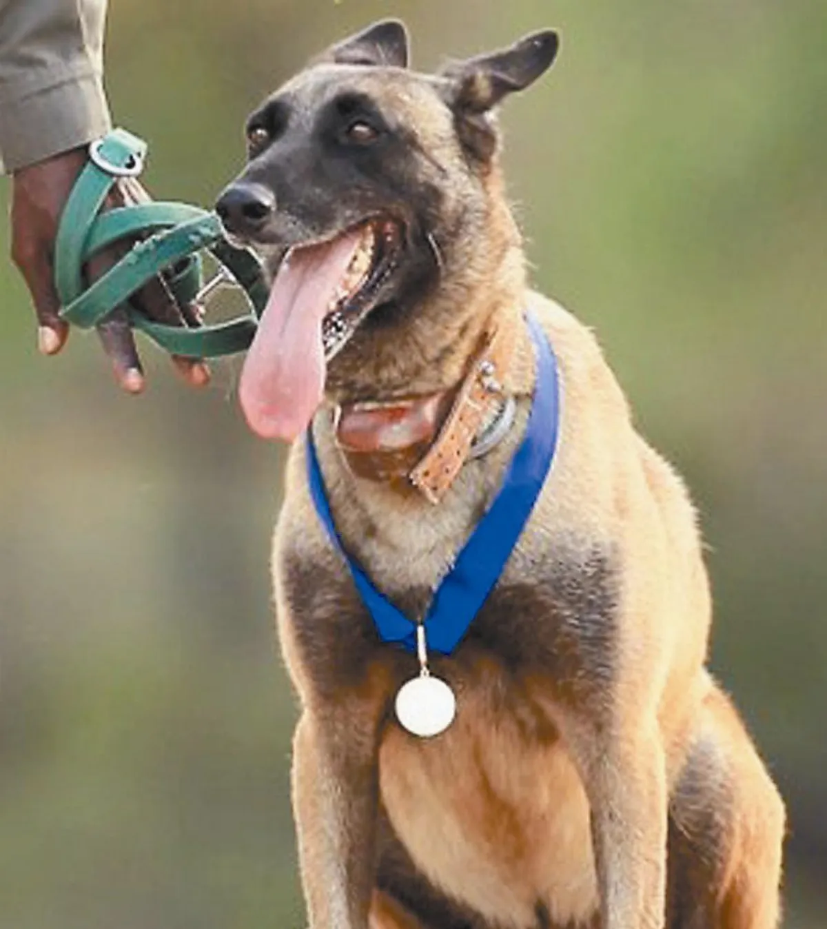 愛上搜救犬 救災急先鋒 搜救犬一身是膽