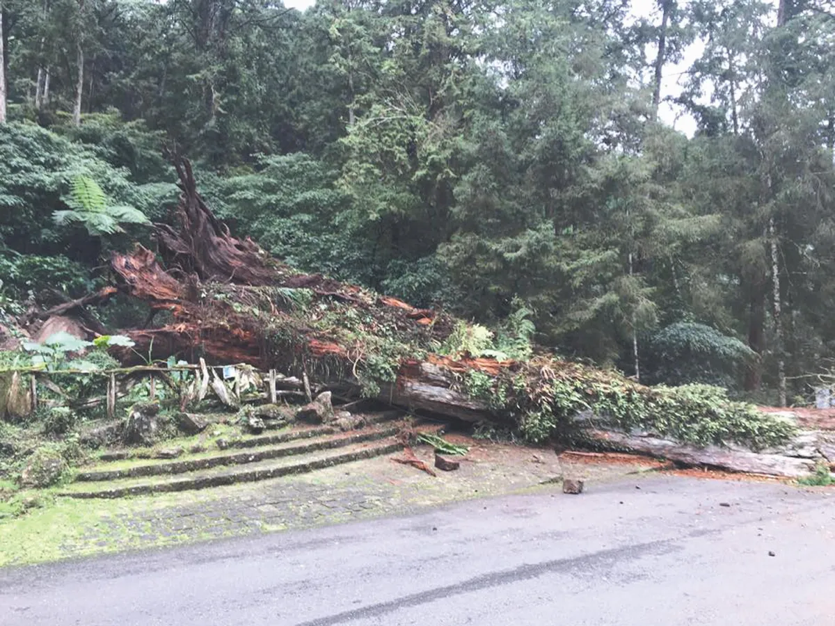 2800歲地標 溪頭神木倒了