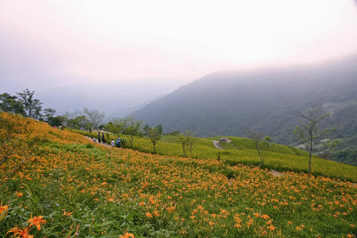 印象旅人 夏日忘憂賞金針