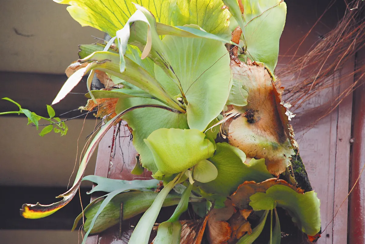 【植物聯合國】 鹿角蕨
