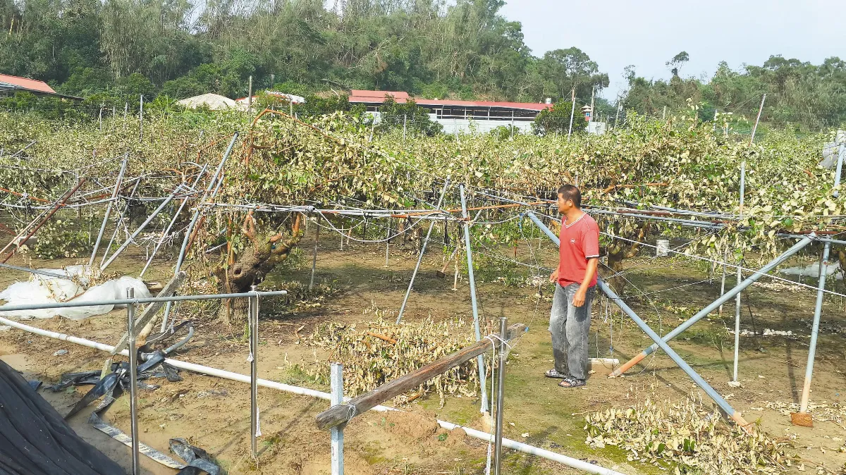 全台農損破8億 水果貴到明年