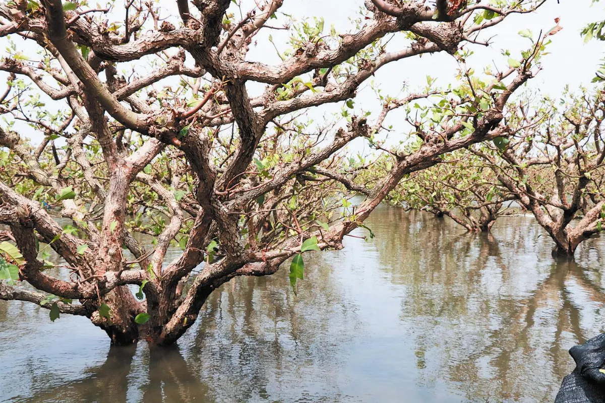 半個安南區泡湯