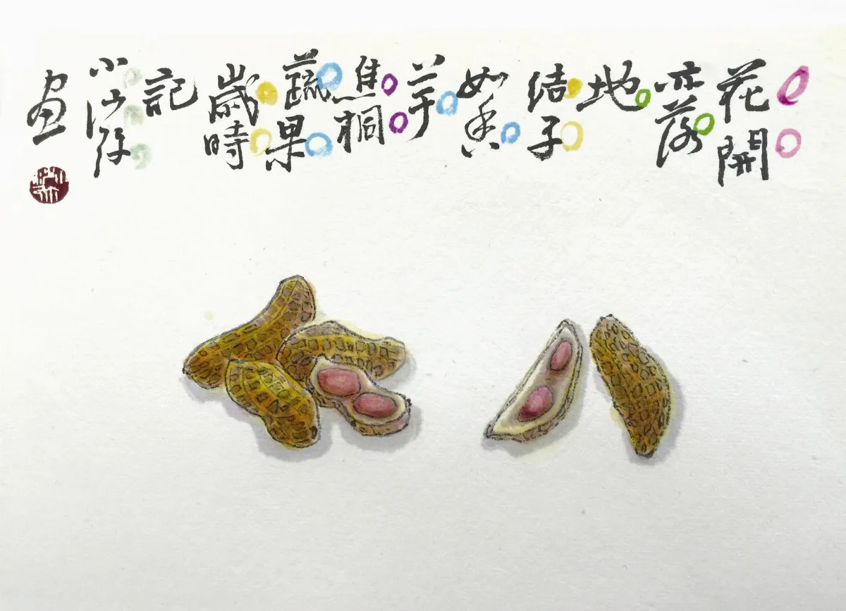 蔬果歲時記 花生