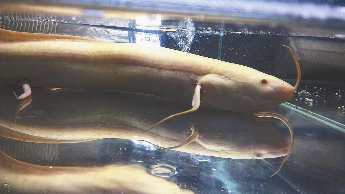 4億年來 肺魚河水乾了也能活