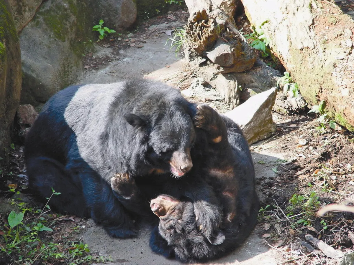 回憶動物老明星 走進林旺時代