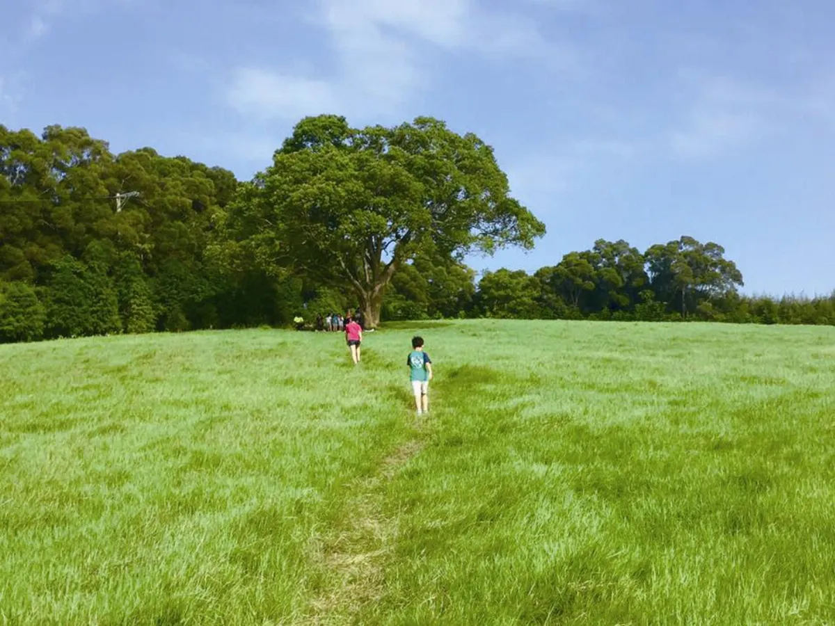 主婦小風景 找樹的遊戲