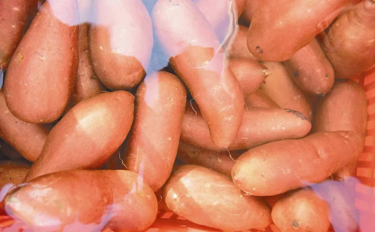 國產雜糧 義式蔬菜地瓜燉飯