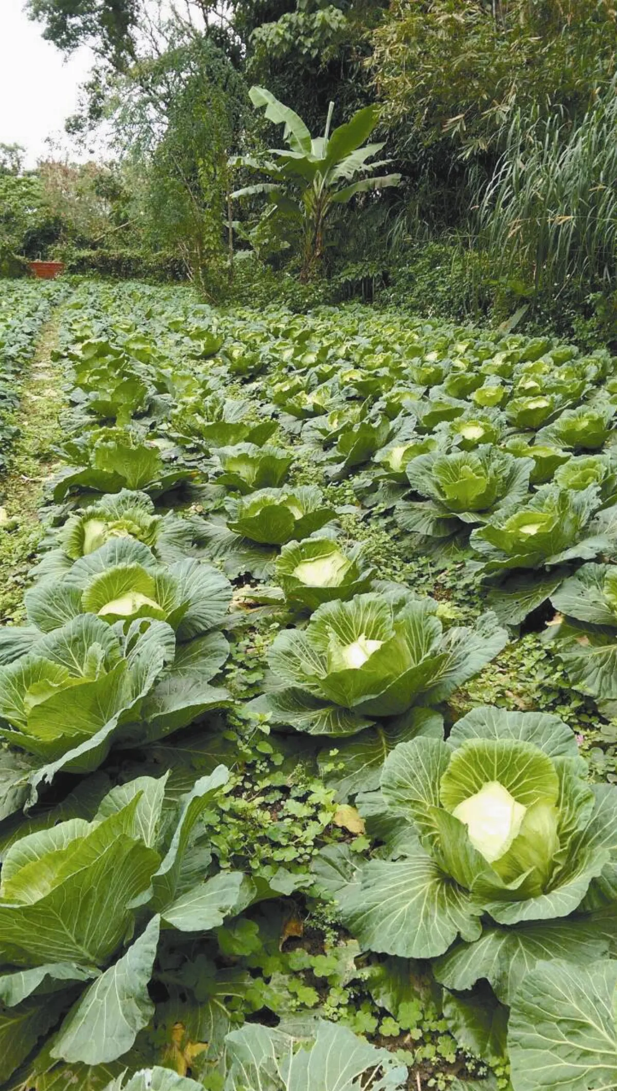 晶食堂 叫我甘藍菜