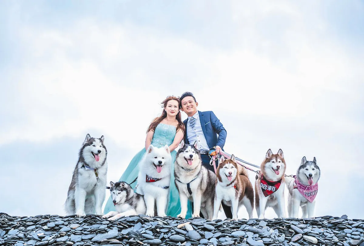 狗搶鏡 成婚禮主角