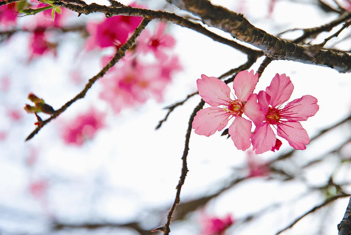花開禪心 解行並重