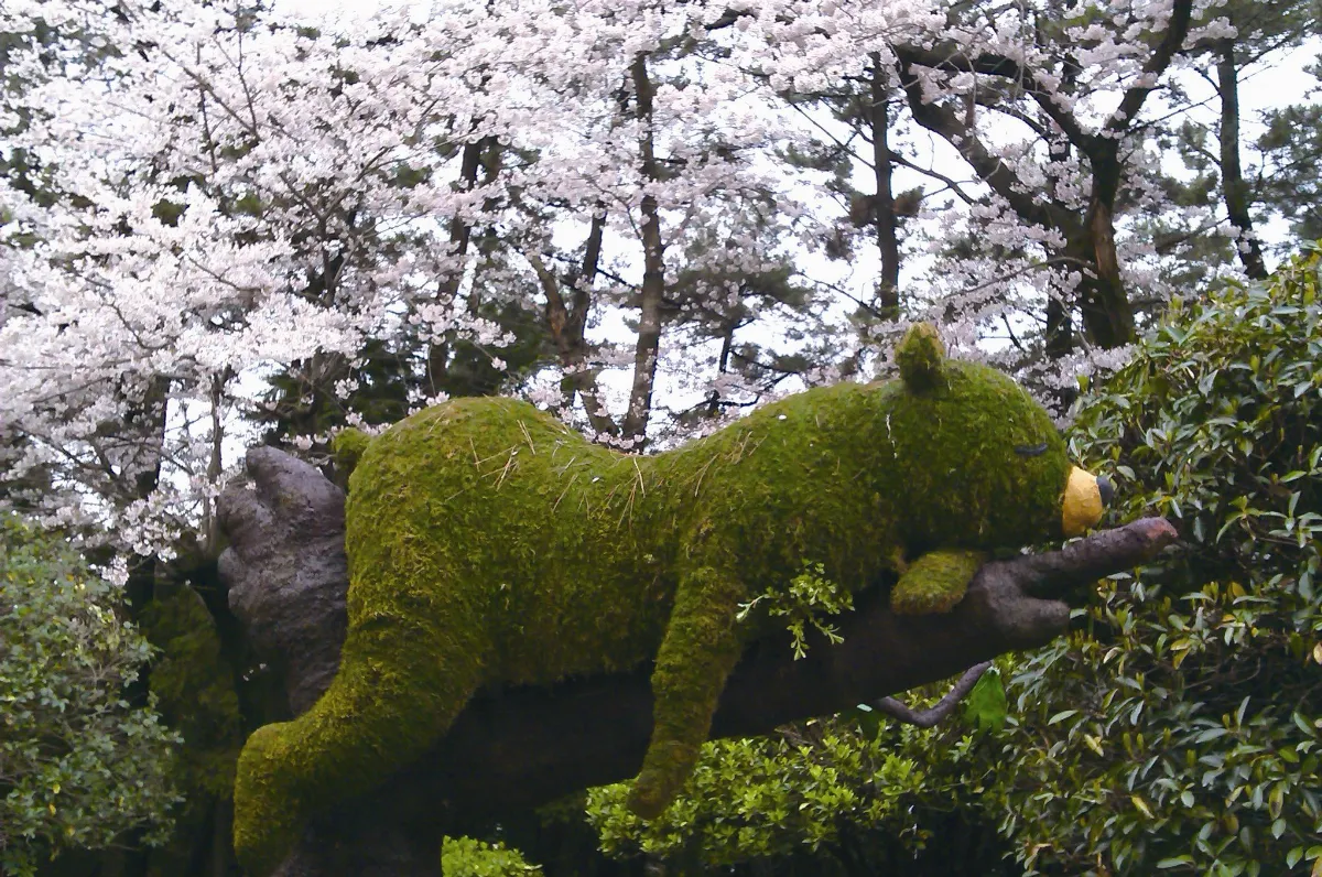 生活快門 櫻花樹上小歇