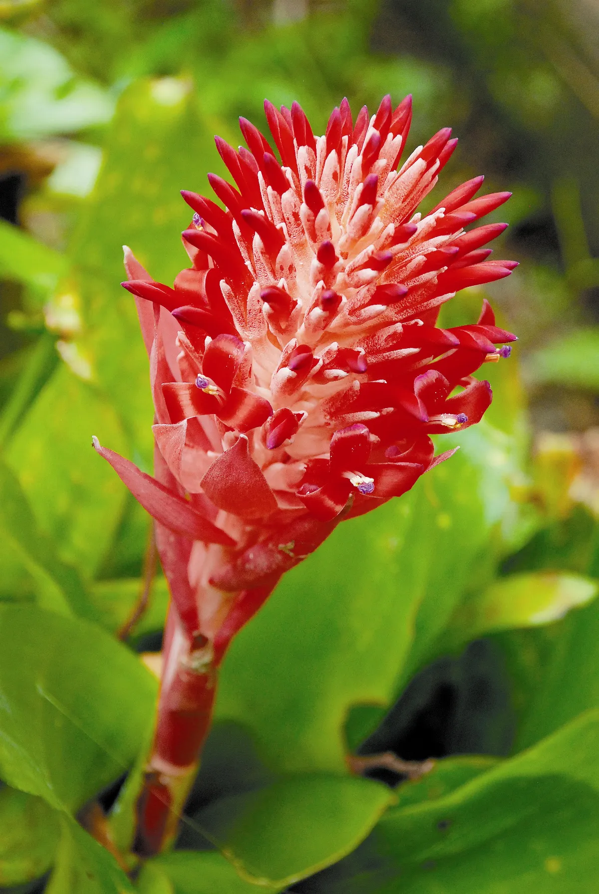 【植物聯合國】 積水鳳梨