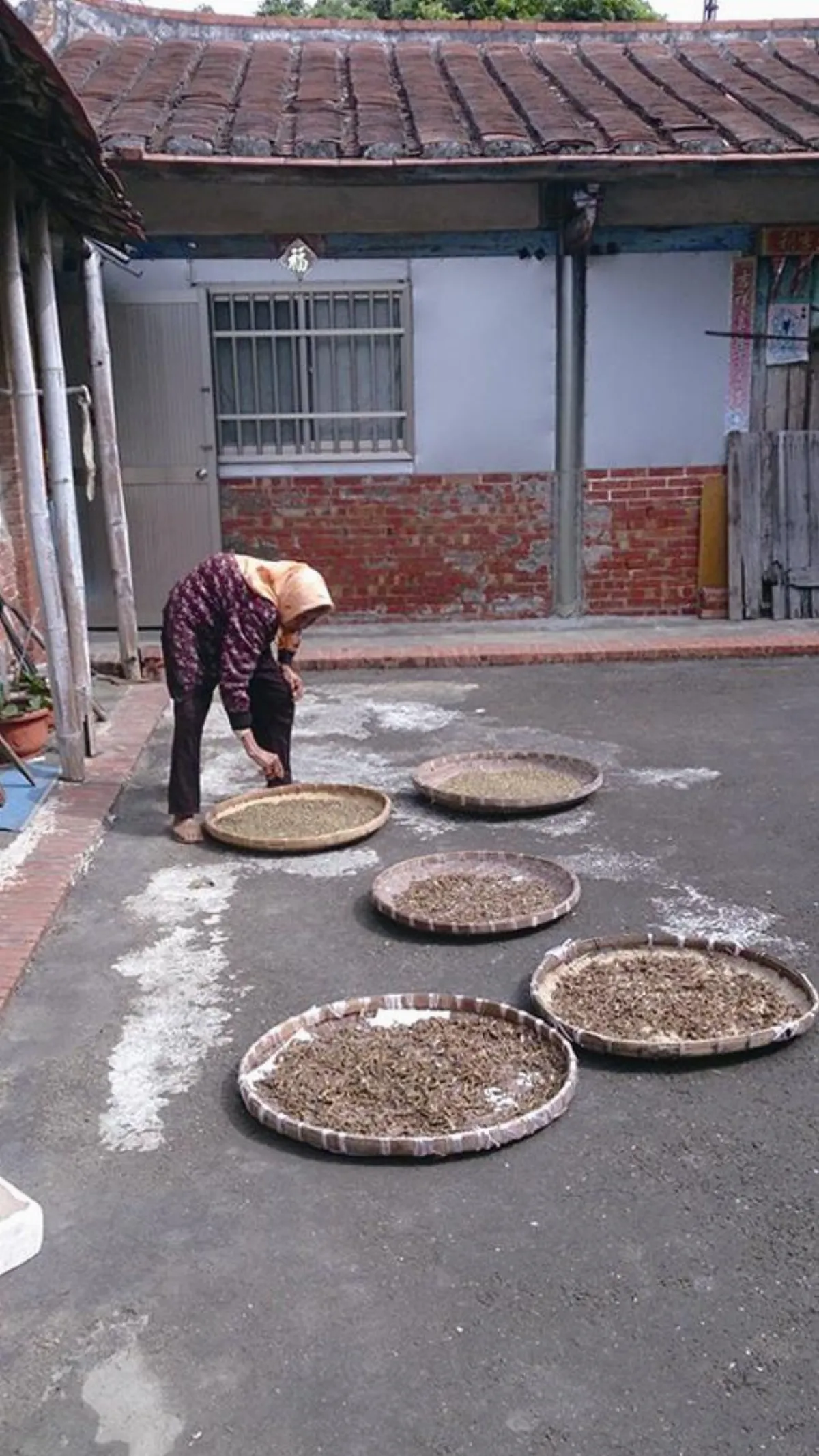生活快門  豆子行日光浴