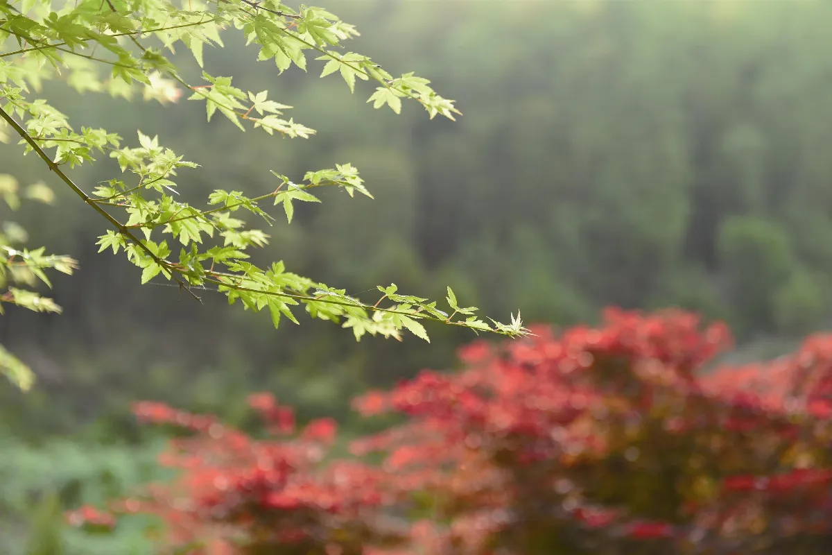 遠觀山有色，近聽水無聲；春去花猶在，人來鳥不驚。