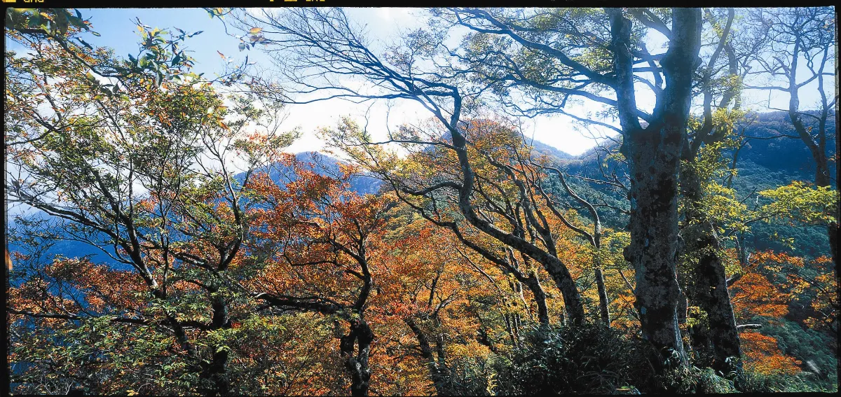 太平山山毛櫸金色的秋