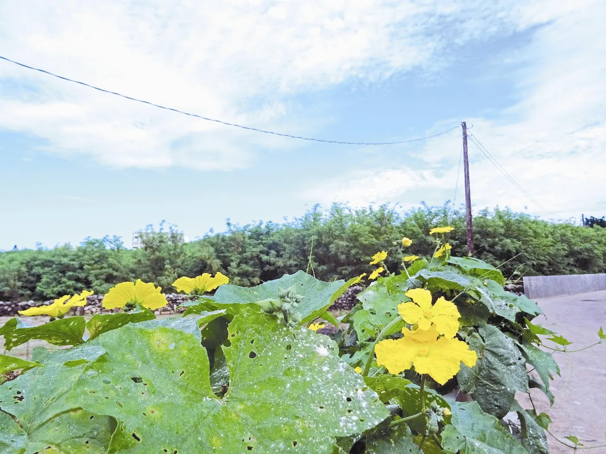 【澎湖老家】巷弄、涼亭、天人菊